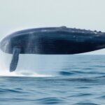 Nexo Whale Offloads Millions in Ethereum to Binance