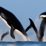 Killer Whales Web3 Reality TV Show Returns